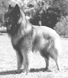 Zorro